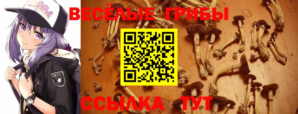 Псилоцибиновые грибы Psilocybine cubensis  Вход с VPN  Берёзовский 